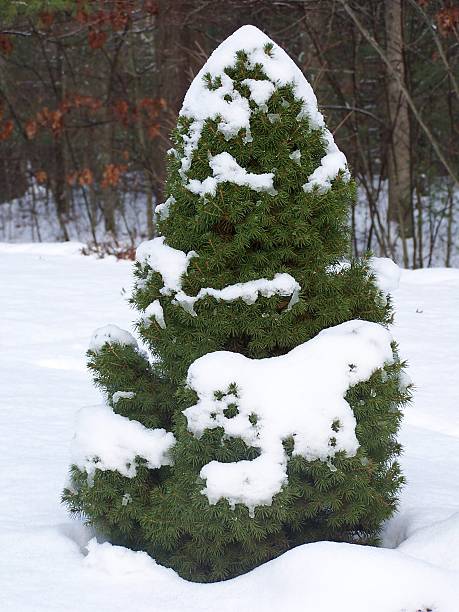 Spruce tree 2 Little spruce trre in the snow plushka stock pictures, royalty-free photos & images