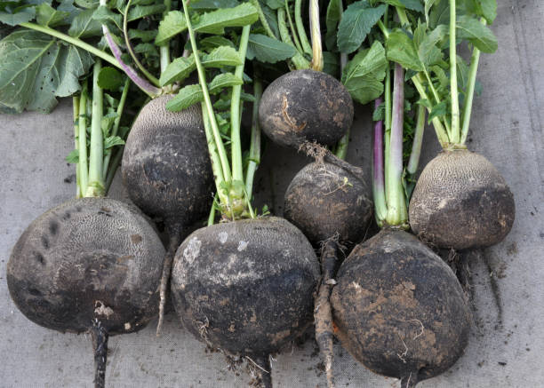 istock Collected from the ground black winter radish 1396651125