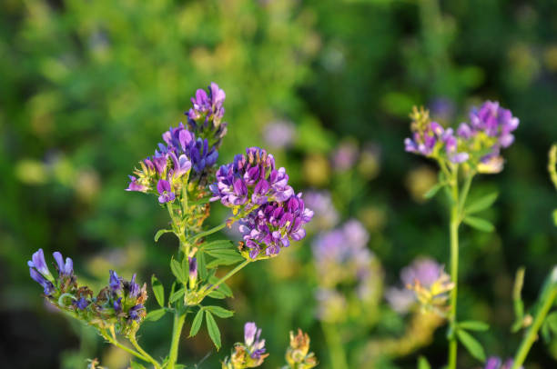 istock The field is blooming alfalfa 1396651167
