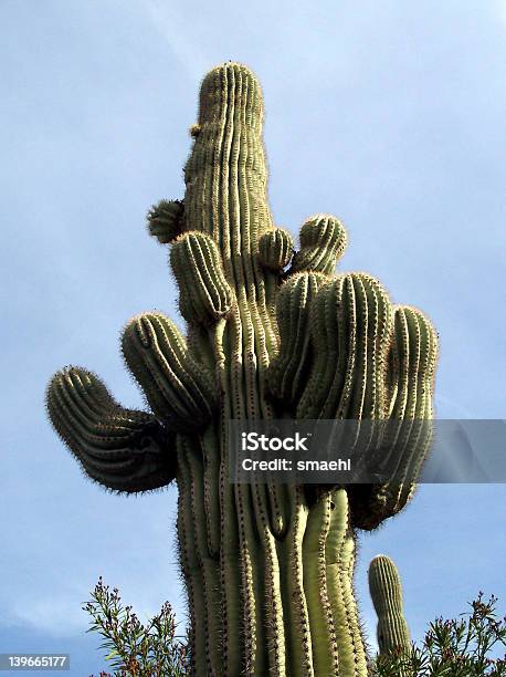 Rei Do Cato - Fotografias de stock e mais imagens de Ao Ar Livre - Ao Ar Livre, Areia, Arizona