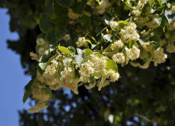 istock On a branch of a tree bloom linden 1396651917