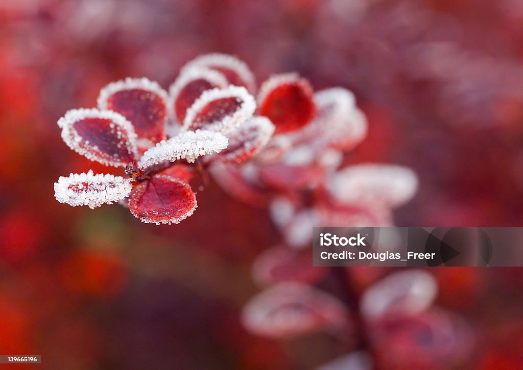 Red leaves of Berberis in the fall with frost Red leaves of Berberis in the fall with frost.  Shallow DOF. Autumn Stock Photo