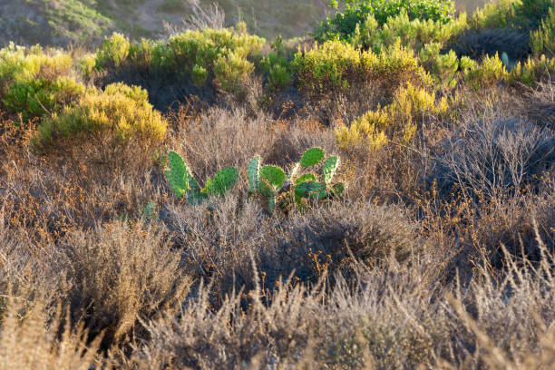 spines sticking out of a cactus pad