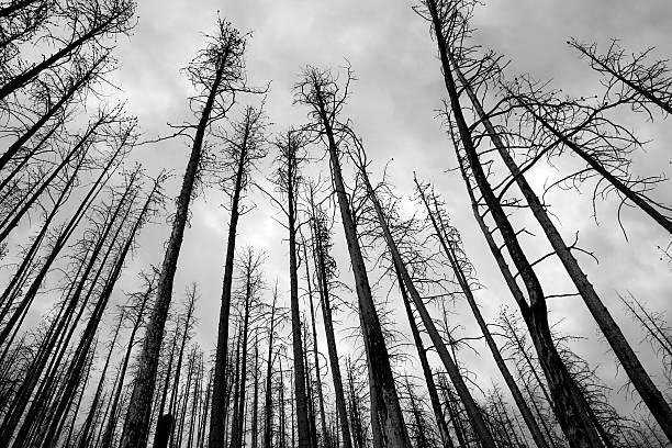 Burnt down pine forest under the cloudy skies in National Glacier Park Montana USA