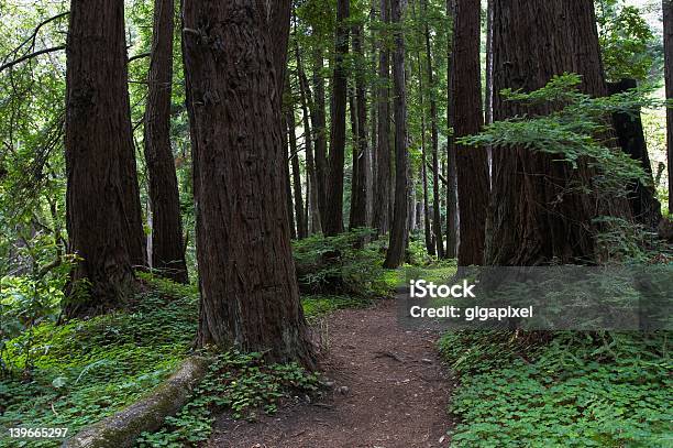 Photo libre de droit de Forest Essai De banque d'images et plus d'images libres de droit de Arbre - Arbre, Bois, Californie