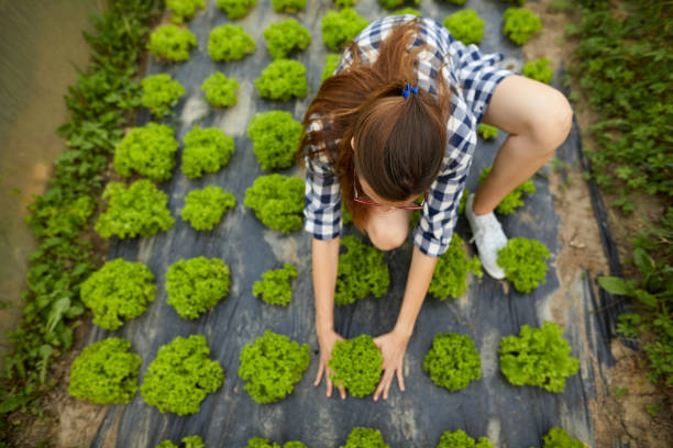 mujer joven cosecha de lechuga en invernadero - farmer salad fotografías e imágenes de stock