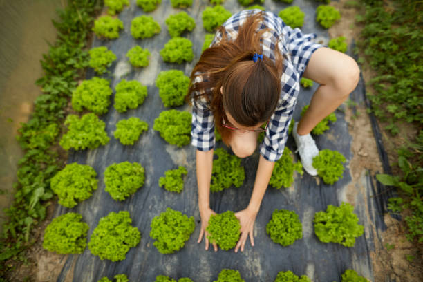 молодая женщина собирает салат в теплице - farmer salad стоковые фото и изображения