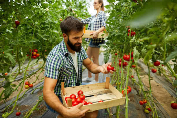 istock Young man harvesting tomatoes in greenhouse 1396653518