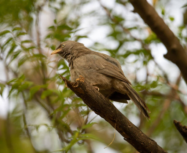istock Jungle Babbler sitting on the branch of a tree 1396653596