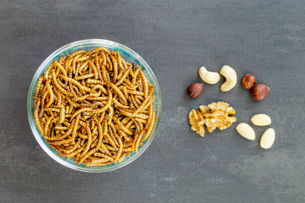 Snack insects. Mealworm larvae as food and variation of nuts. Mealworms crustaceans tenebrio molitor, freeze-dried for snacking. Fried worms. Roasted mealworms. Animal snack concept bocadillo de insectos. larvas de gusanos de la harina como alimento y variación de frutos secos. gusanos de la harina crustáceos tenebrio molitor, liofilizados para picar. gusanos fritos. gusanos de la harina asados. concepto de snack animal