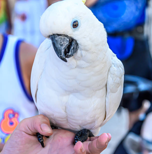 istock Sulphur-crested cockatoo 1396653686