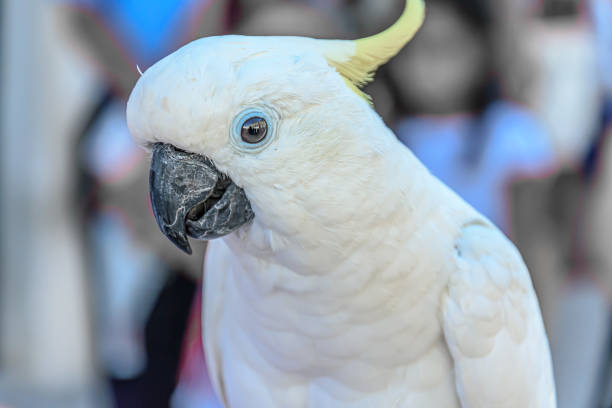 Sulphur-crested cockatoo Sulphur-crested cockatoo sulphur crested cockatoo (cacatua galerita) stock pictures, royalty-free photos & images