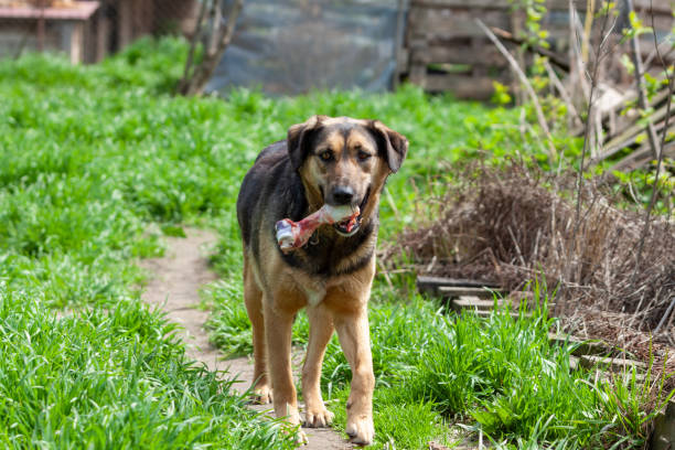 istock Shelter of dogs from different breeds. 1396654077