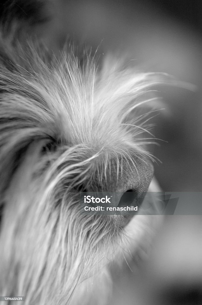 Doggy Nariz - Royalty-free Animal Foto de stock