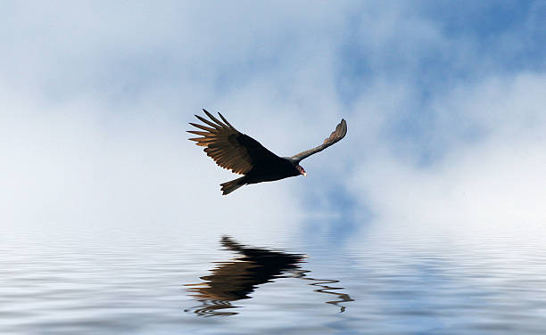 Hawk stock photo