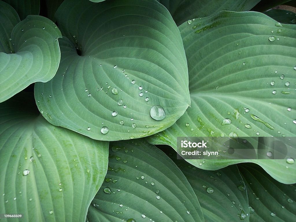 green Funkie Blätter - Lizenzfrei Funkie Stock-Foto