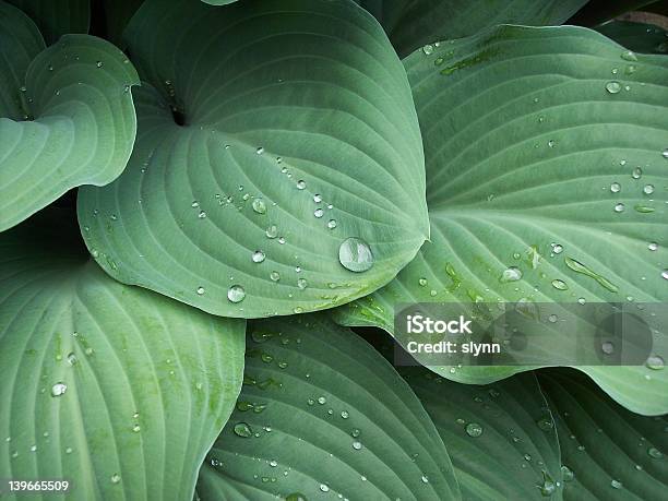 Green Funkie Blätter Stockfoto und mehr Bilder von Funkie - Funkie, Blatt - Pflanzenbestandteile, Cool und Lässig