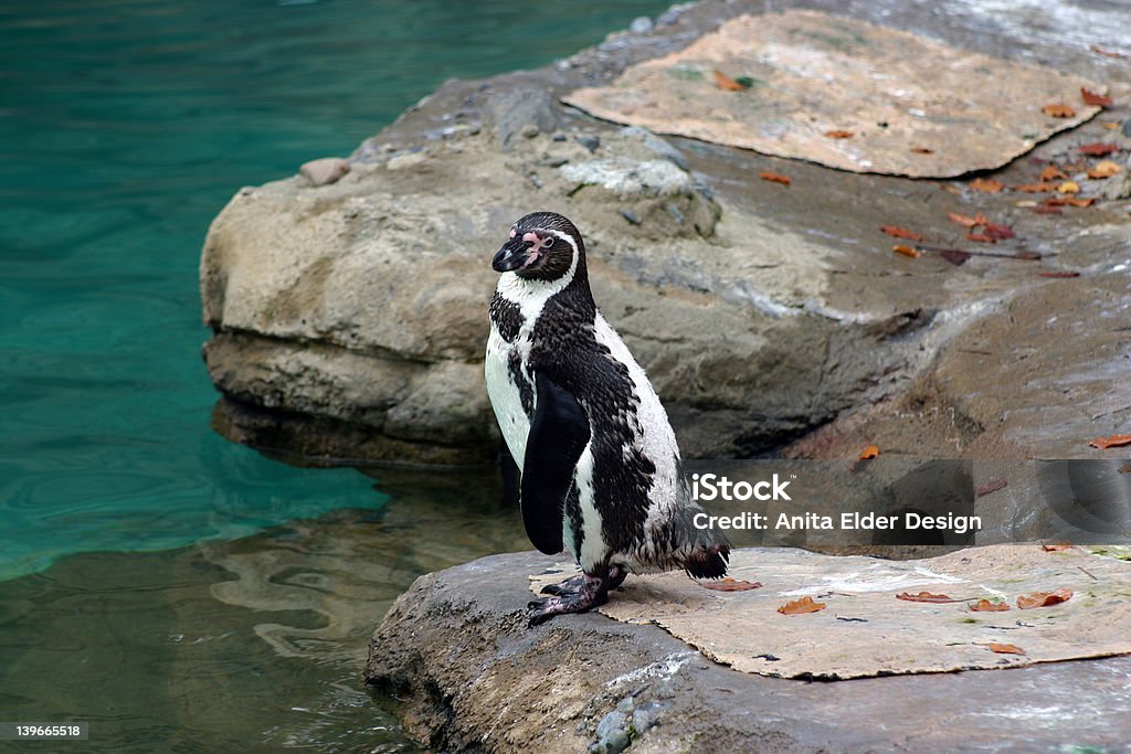 pingwin - Zbiór zdjęć royalty-free (Biały)