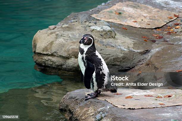 Pingwin - zdjęcia stockowe i więcej obrazów Biały - Biały, Czarny kolor, Część ciała zwierzęcia