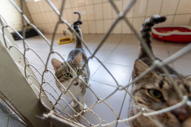 istock Shelter of cats from different breeds. 1396655352