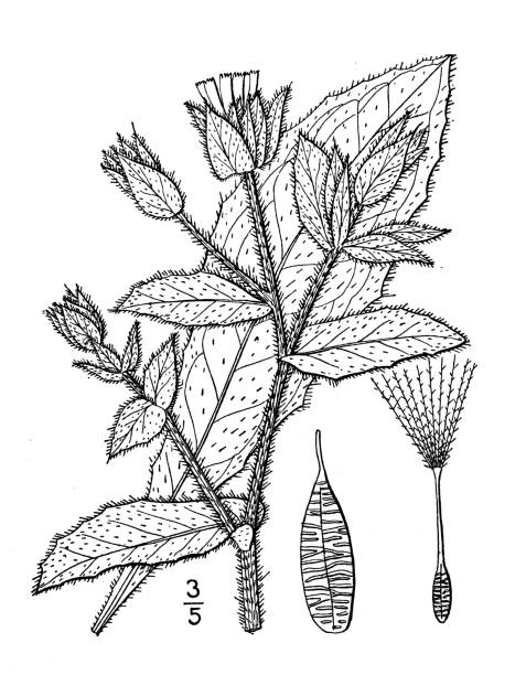 Antique botany plant illustration: Picris echioides, Bristly Ox-tongue Antique botany plant illustration: Picris echioides, Bristly Ox-tongue picris echioides stock illustrations