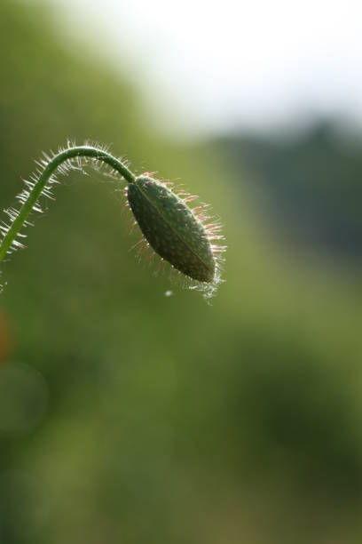 close-up de wild poppy bud no campo verde. - poppy bud - fotografias e filmes do acervo