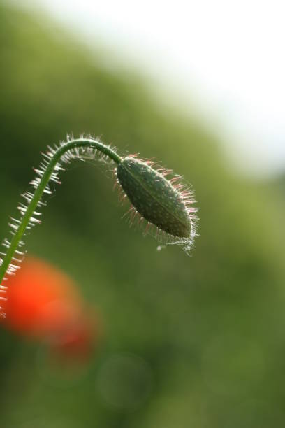 close-up de wild poppy bud no campo verde. - poppy bud - fotografias e filmes do acervo