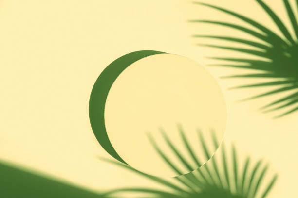 istock Podium for cosmetic product presentation. Abstract minimal geometrical Cylinder. Stone sphere one form, palm leaf shadow. Scene to show. Showcase, display case. Trendy sunlight. Flat lay, Top View. 3D 1396655497