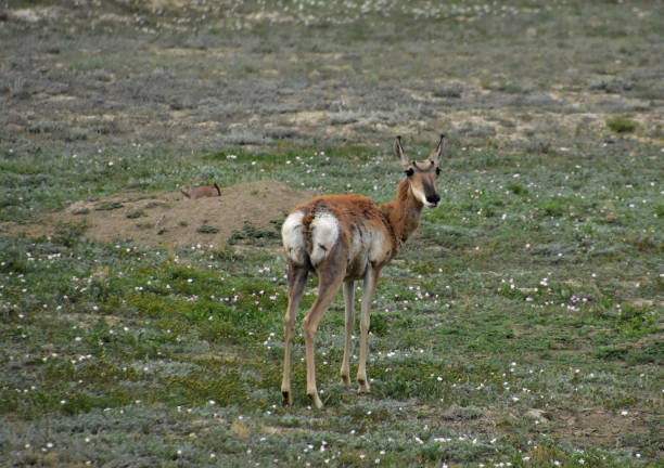 istock Sweet Pronghorn Antelope on a Grass Knoll 1396655512