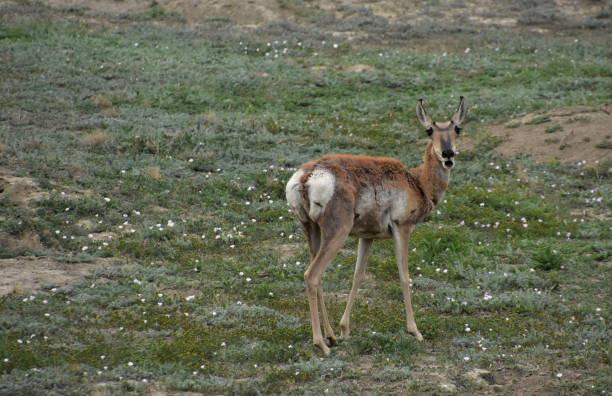 istock Wild Pronghorn Grazing on the Great Plains 1396655618