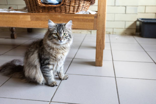 istock Shelter of cats from different breeds. 1396655642