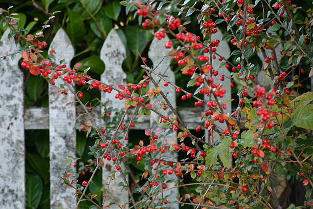 Berries on fence stock photo