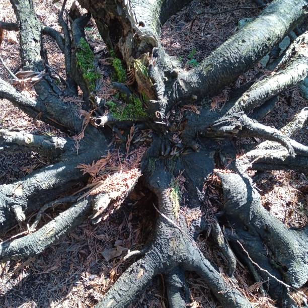 istock deadwood in the forest caused by fungus 1396655832