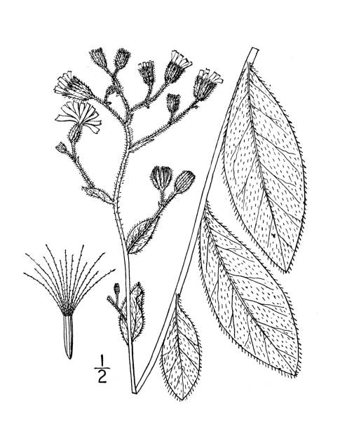 istock Antique botany plant illustration: Hieracium scabrum, Rough hawkweed 1396655948