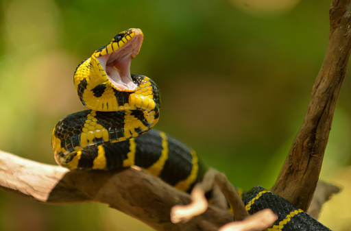 Close up shot of a Cat Eyed Snake posing to attack