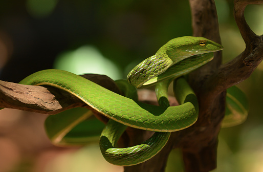 Footage of a Whip Snake (Ahaetulla) slithering at tree branch.