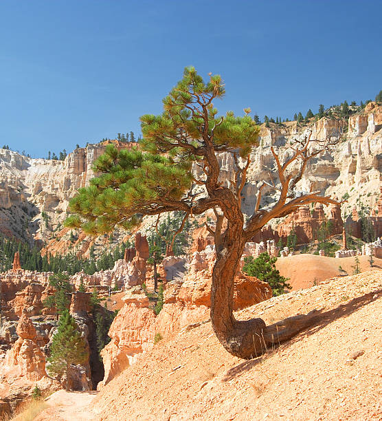 istock Bryce Canyon National Park Pinyon Pine Tree 139665634