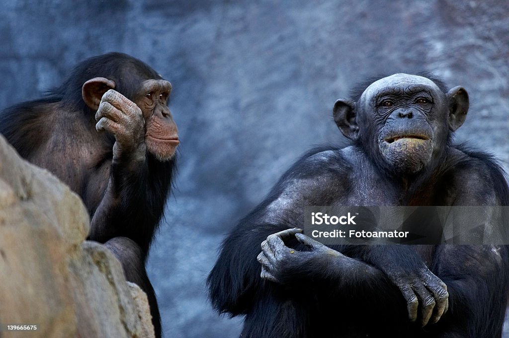 Chimpanzé parler - Photo de Chimpanzé libre de droits