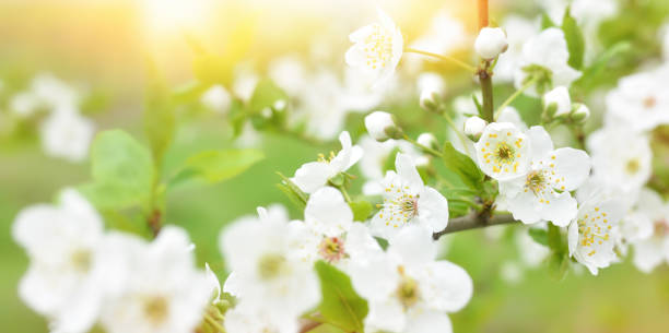 istock Beautiful branches of blossoming cherries. Beautiful abstract spring background. Copy space.Banner 1396657062