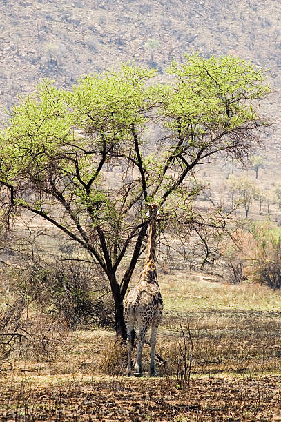 Giraffe Eating on a tree stock photo