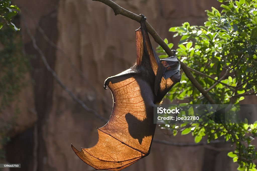 Pipistrello - Foto stock royalty-free di Ala di animale