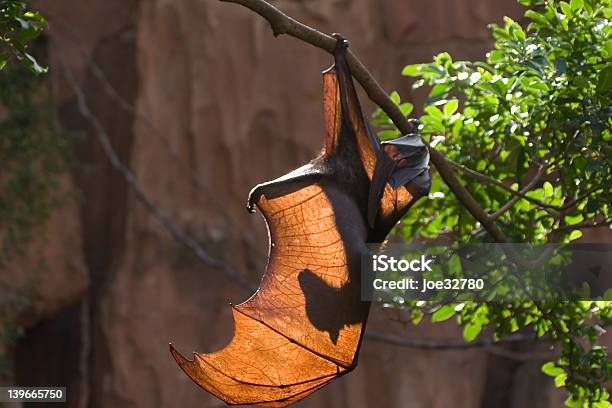 Pipistrello - Fotografie stock e altre immagini di Ala di animale - Ala di animale, Pipistrello, Profilo - Vista laterale