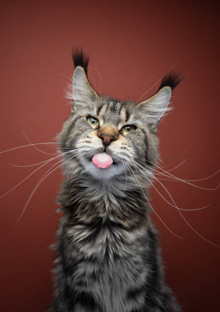 maine coon cat sticking out tongue portrait naughty maine coon cat sticking out tongue portrait with long ear tufts and whiskers cat sticking tongue out stock pictures, royalty-free photos & images