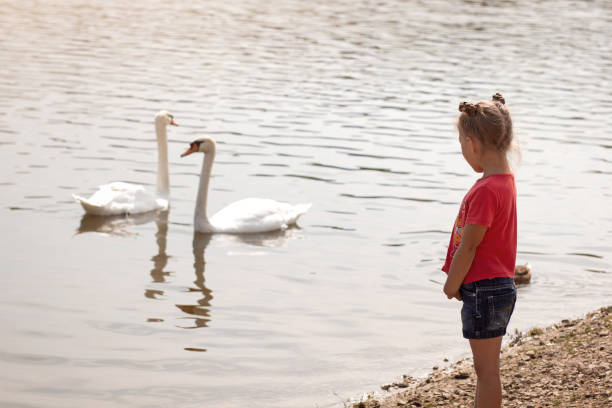 istock Child looking at swans on pond 1396657552