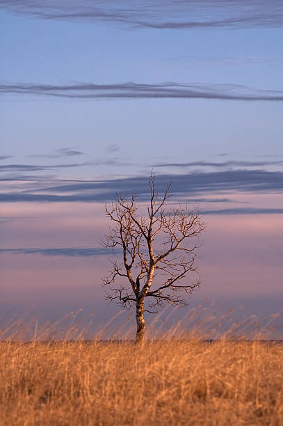 tree in sunrise stock photo