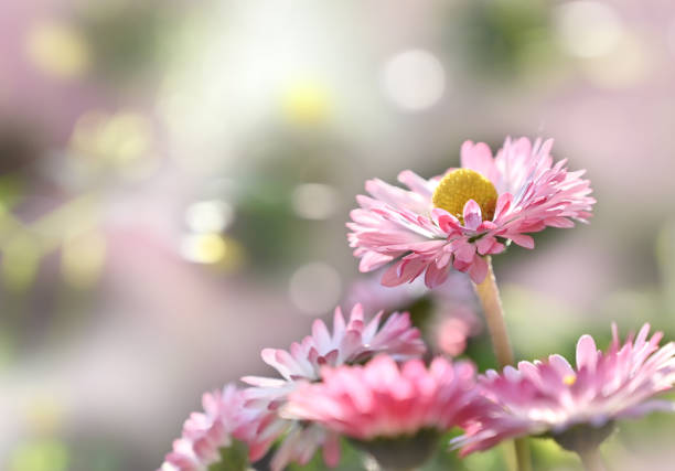 Wild Flower against pink Gradient Defocused Background