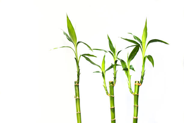 istock Lucky bamboos isolated on white background 1396659159