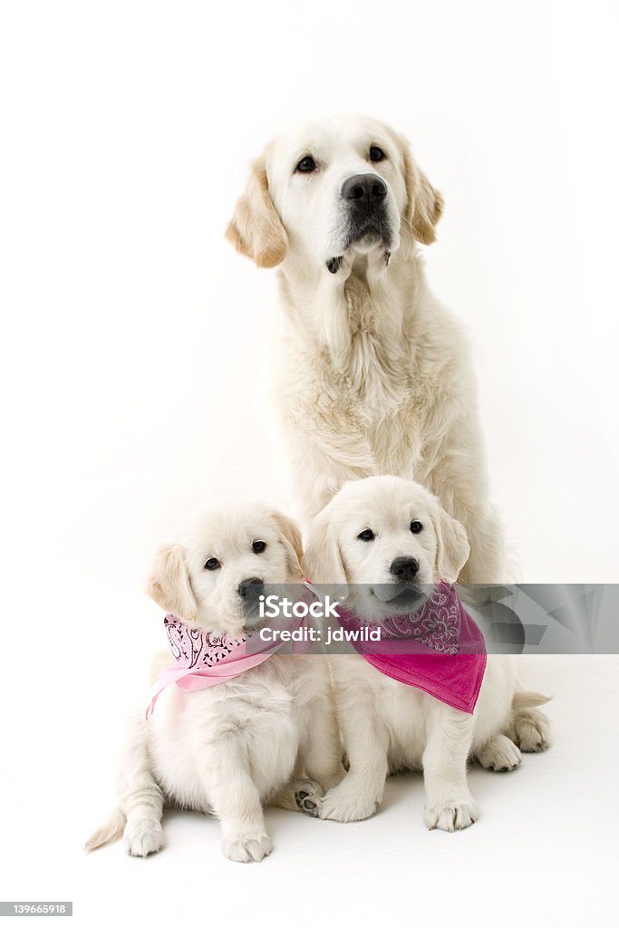 Dog Family family dogs Animal Stock Photo