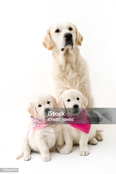 Dog Family Stock Photo - Download Image Now - Animal, Animal Hair, Cute