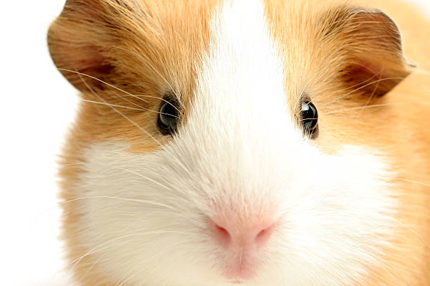 istock guinea pig closeup over white 139665963